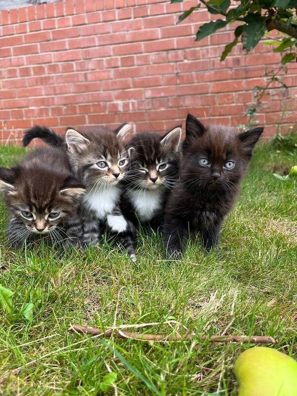 Ragdoll kittens for sale in Derby, Derbyshire – 8 weeks old - Image 2 of 3