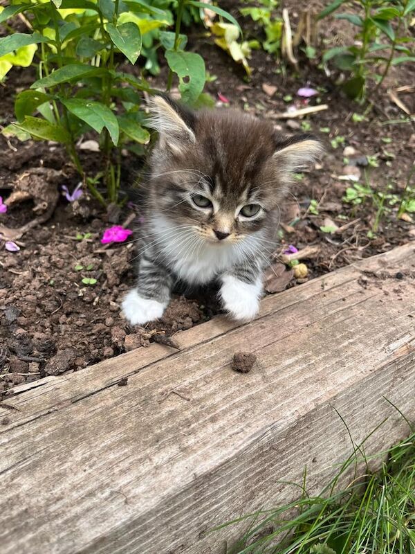 Ragdoll kittens for sale in Derby, Derbyshire – 8 weeks old - Image 3 of 3