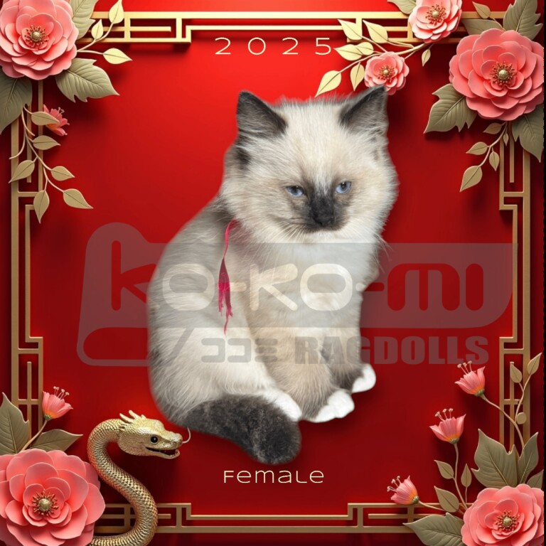 Ragdoll kittens for sale in Aylesbury, Buckinghamshire – 9 weeks old