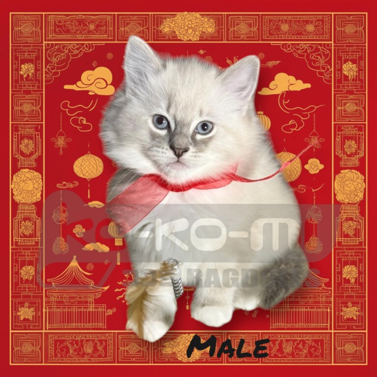 Ragdoll kittens for sale in Aylesbury, Buckinghamshire – 9 weeks old - Image 2 of 3