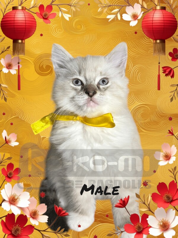 Ragdoll kittens for sale in Aylesbury, Buckinghamshire – 9 weeks old - Image 3 of 3