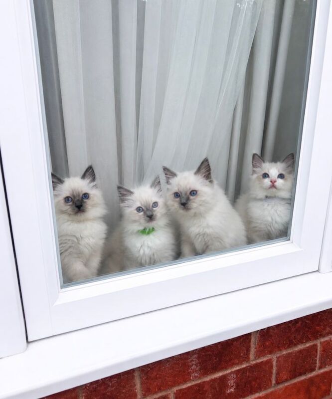 Fluffy Ragdoll Kittens – Indoor Only