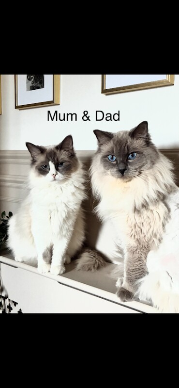 Fluffy Ragdoll Kittens – Indoor Only - Image 2 of 5