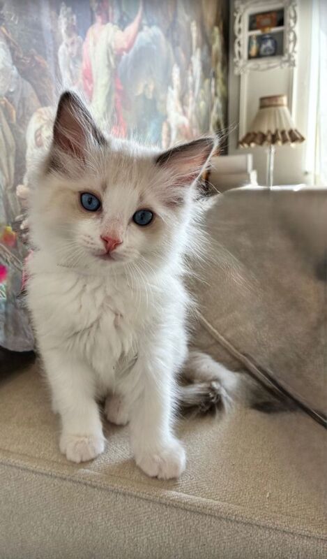 Fluffy Ragdoll Kittens – Indoor Only - Image 3 of 5