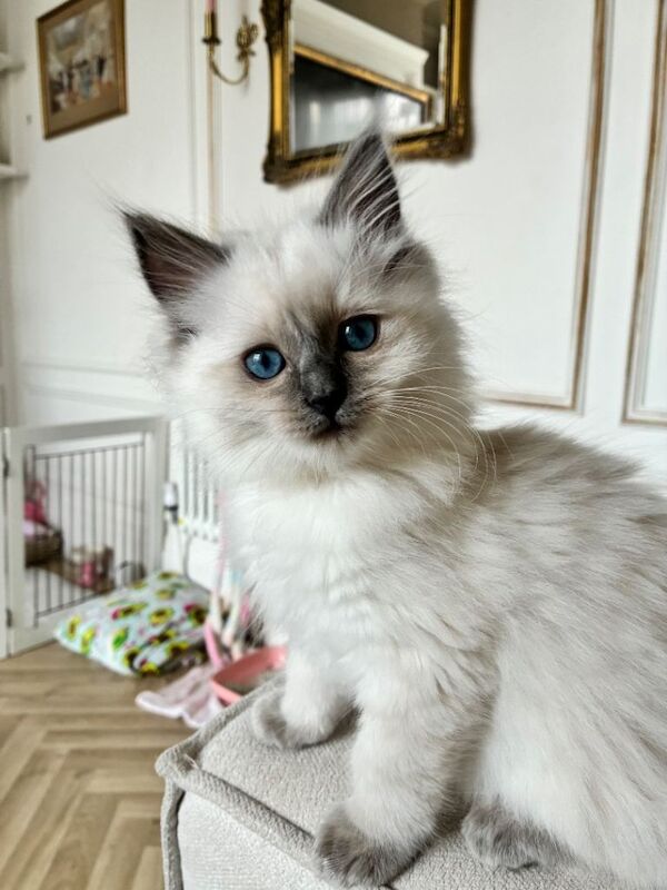 Fluffy Ragdoll Kittens – Indoor Only - Image 4 of 5