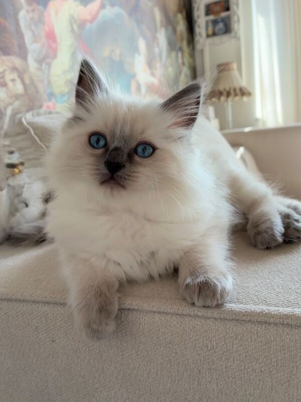 Fluffy Ragdoll Kittens – Indoor Only - Image 5 of 5