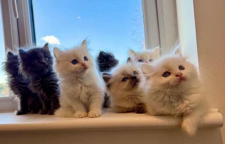 Ragdoll kittens for sale in Hailsham, East Sussex – 9 weeks old