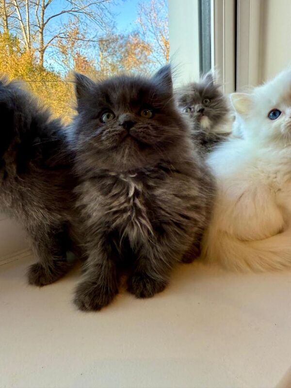 Ragdoll kittens for sale in Hailsham, East Sussex – 9 weeks old - Image 2 of 4