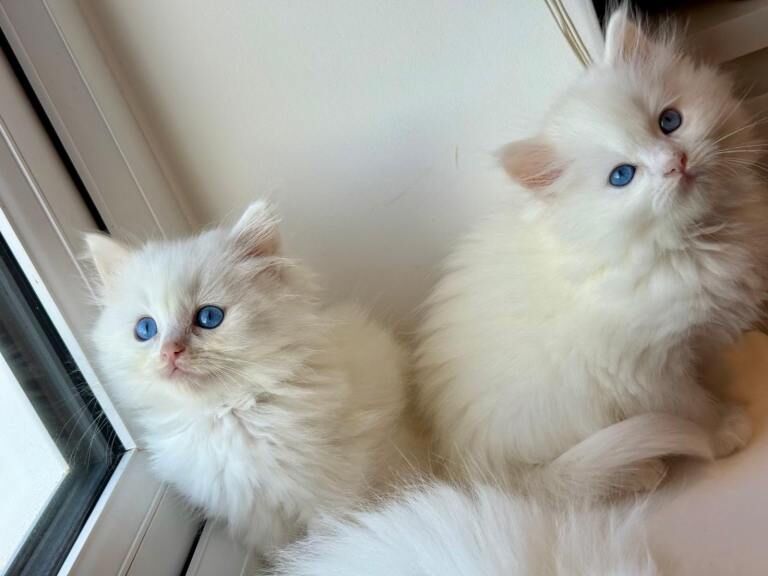 Ragdoll kittens for sale in Hailsham, East Sussex – 9 weeks old - Image 4 of 4