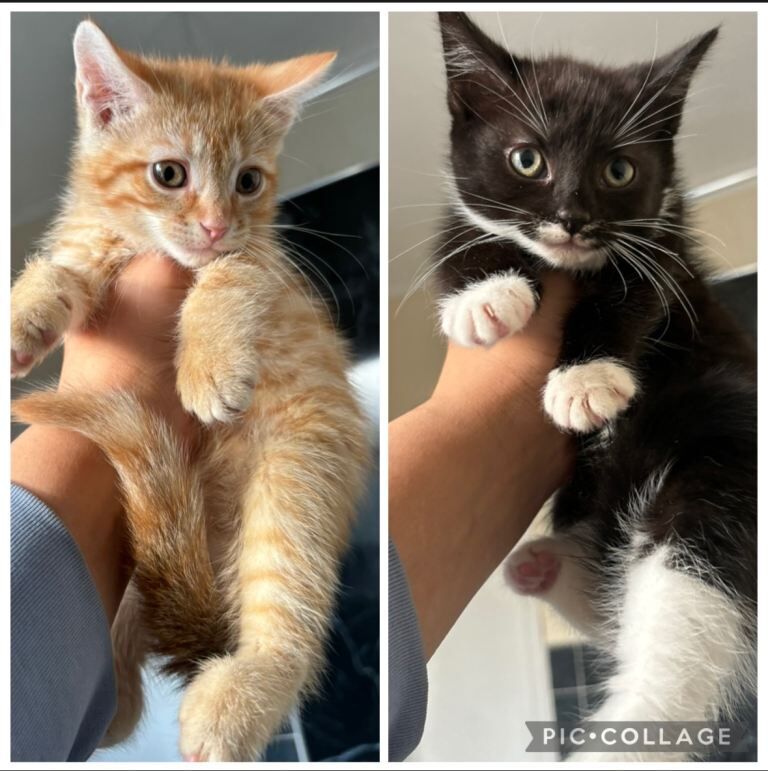 Ragdoll Kittens For Sale