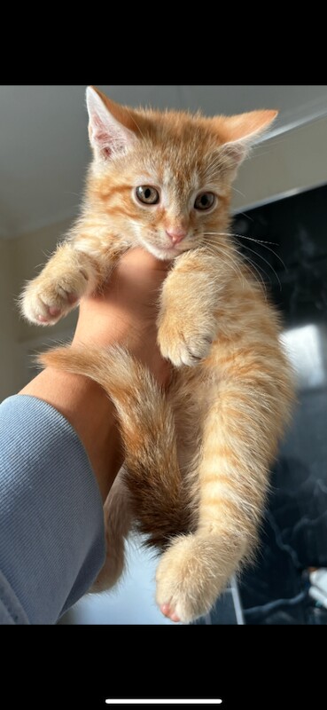 Ragdoll kittens for sale in Heywood, Greater Manchester – 9 weeks old - Image 2 of 4