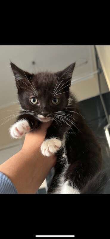 Ragdoll kittens for sale in Heywood, Greater Manchester – 9 weeks old - Image 3 of 4