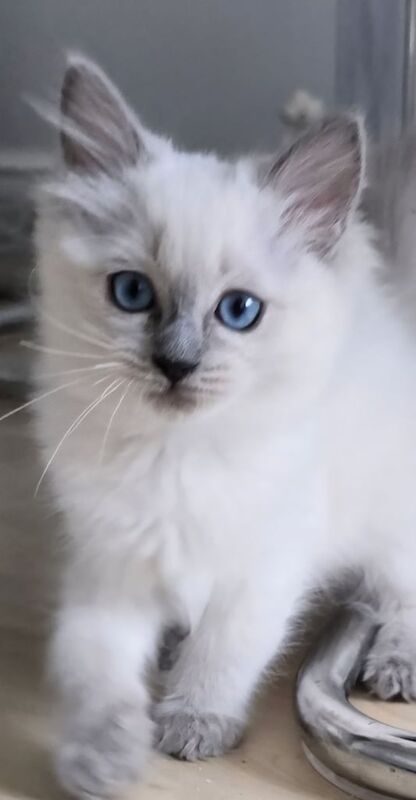 Ragdoll kittens for sale in Frodsham, Cheshire – 11 weeks old