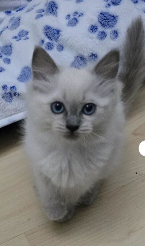 Ragdoll kittens for sale in Frodsham, Cheshire – 11 weeks old - Image 2 of 3