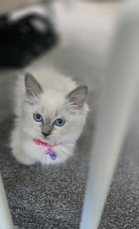 Ragdoll kittens for sale in Frodsham, Cheshire – 11 weeks old - Image 3 of 3