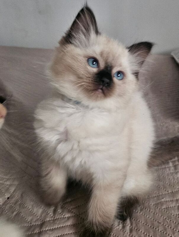Ragdoll kittens for sale in Newcastle upon Tyne, Tyne and Wear – 7 weeks old