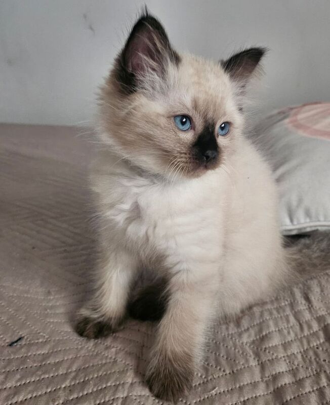 Ragdoll kittens for sale in Newcastle upon Tyne, Tyne and Wear – 7 weeks old - Image 2 of 3