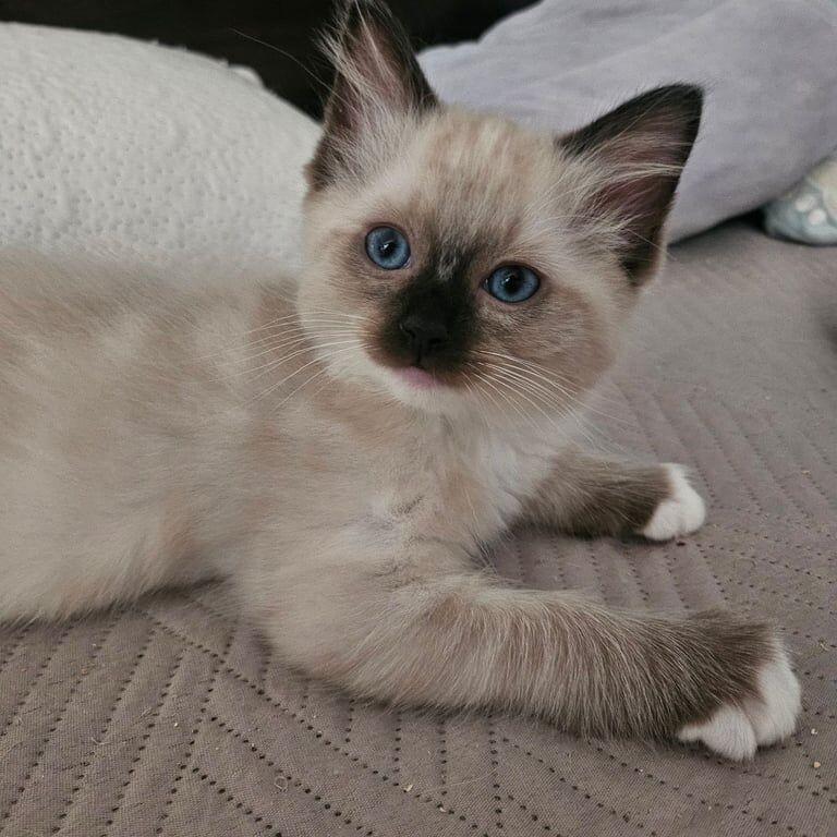 Ragdoll kittens for sale in Newcastle upon Tyne, Tyne and Wear – 7 weeks old - Image 3 of 3