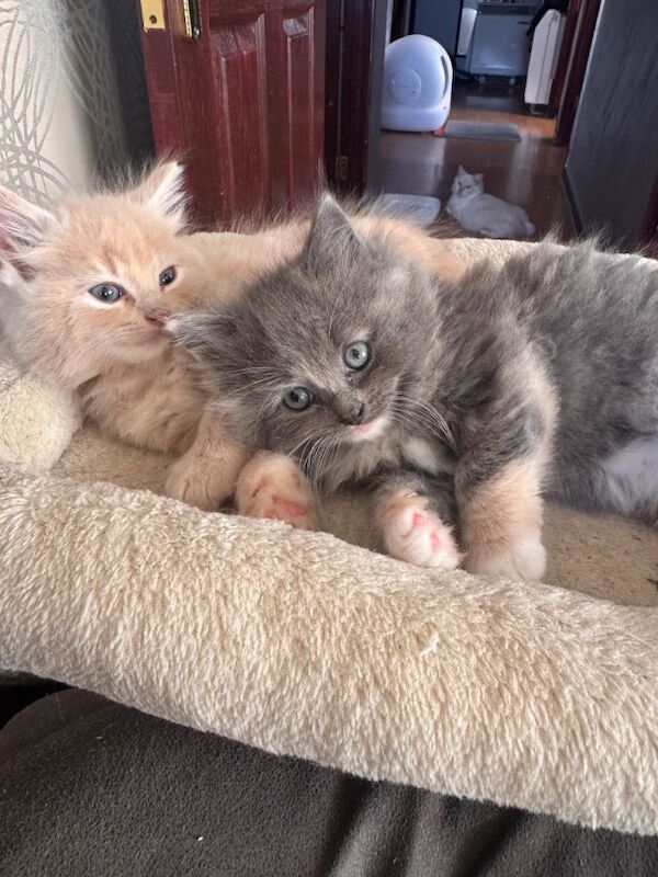 Ragdoll kittens for sale in Barking, Greater London – 9 weeks old