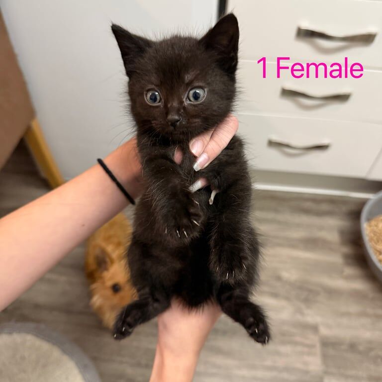 Ragdoll kittens for sale in Farnham, Surrey – 8 weeks old