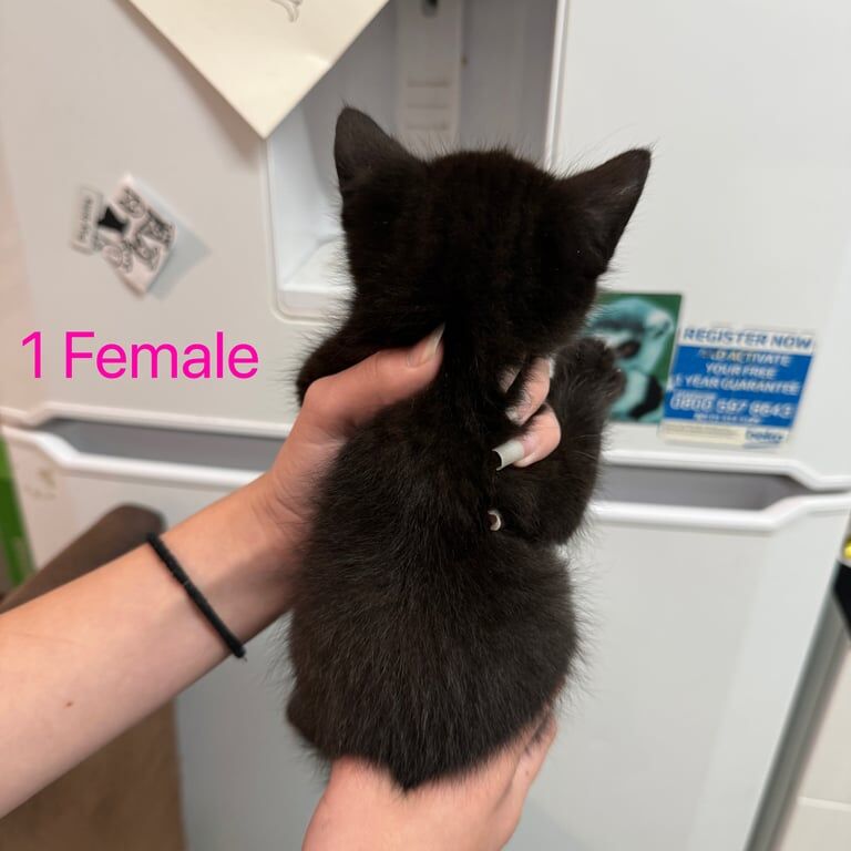 Ragdoll kittens for sale in Farnham, Surrey – 8 weeks old - Image 2 of 3