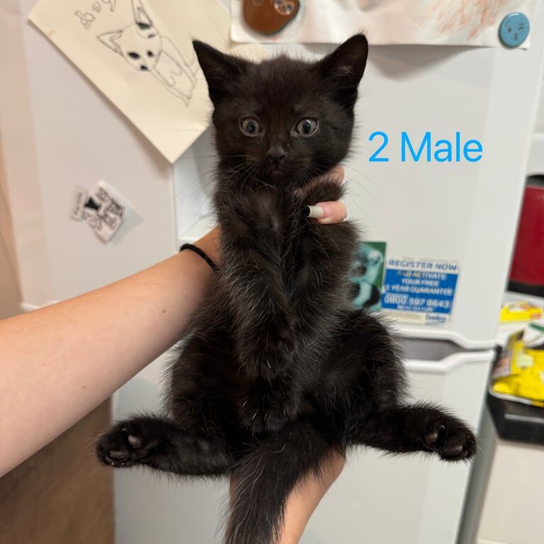 Ragdoll kittens for sale in Farnham, Surrey – 8 weeks old - Image 3 of 3