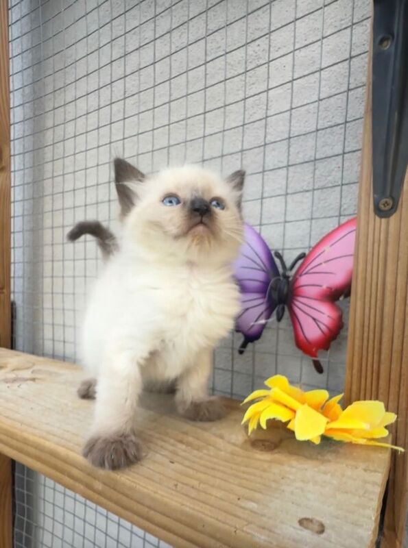 Full breed ragdoll kittens mink - Image 2 of 6