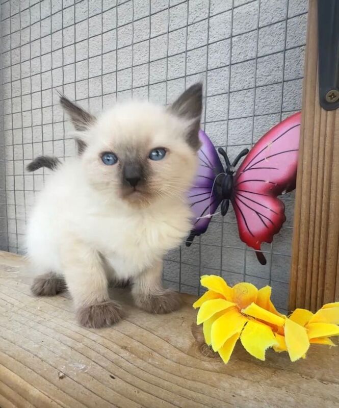 Full breed ragdoll kittens mink - Image 3 of 6