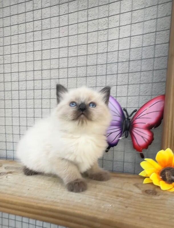 Full breed ragdoll kittens mink - Image 4 of 6