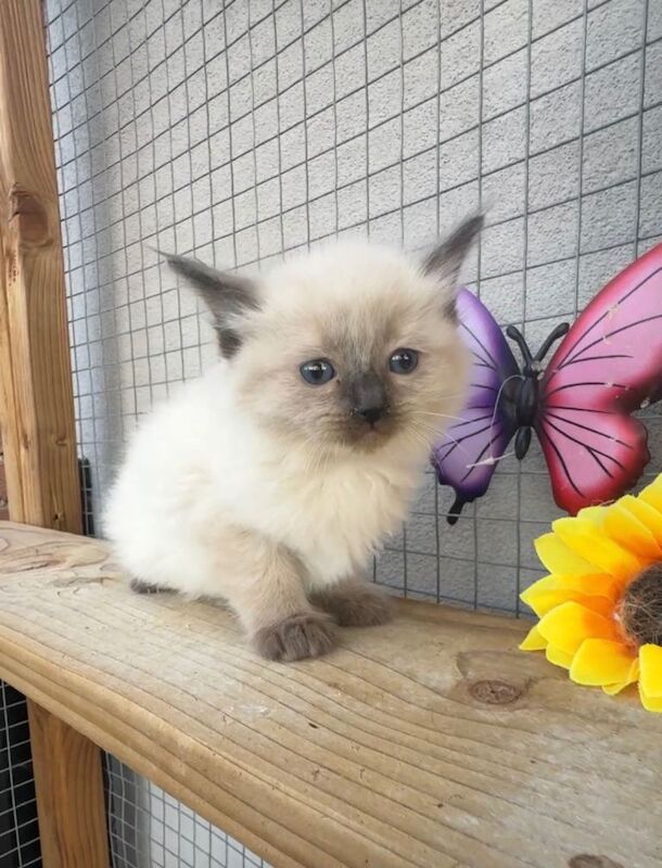 Full breed ragdoll kittens mink - Image 5 of 6