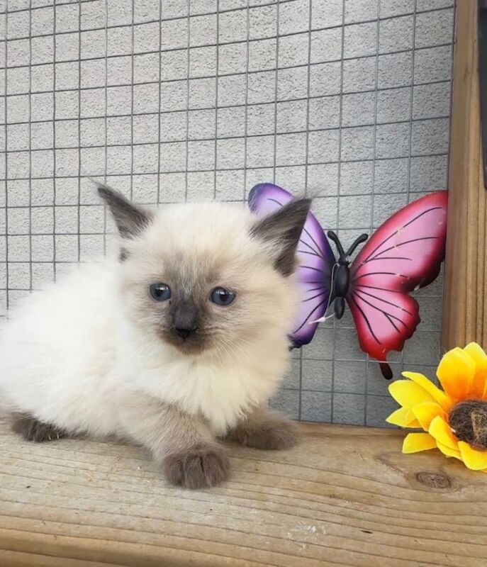 Full breed ragdoll kittens mink - Image 6 of 6