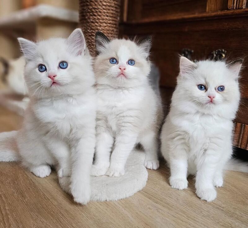 Ragdoll kittens for sale in Southampton, Hampshire – 9 weeks old