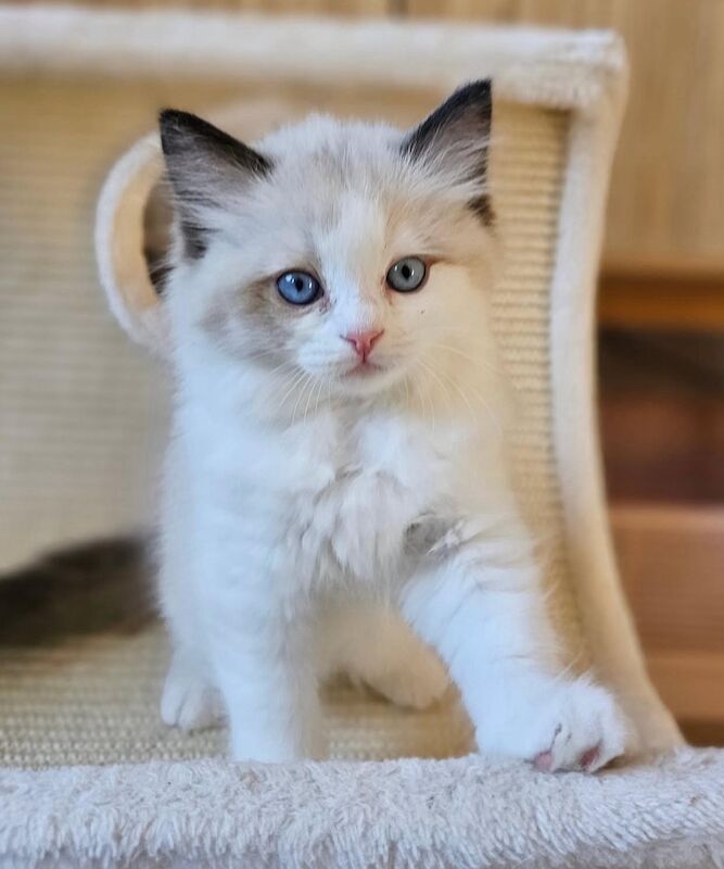 Ragdoll kittens for sale in Southampton, Hampshire – 9 weeks old - Image 2 of 7