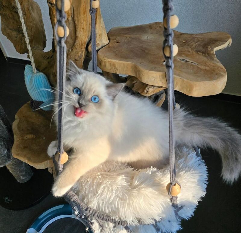 Ragdoll kittens for sale in Southampton, Hampshire – 9 weeks old - Image 3 of 7
