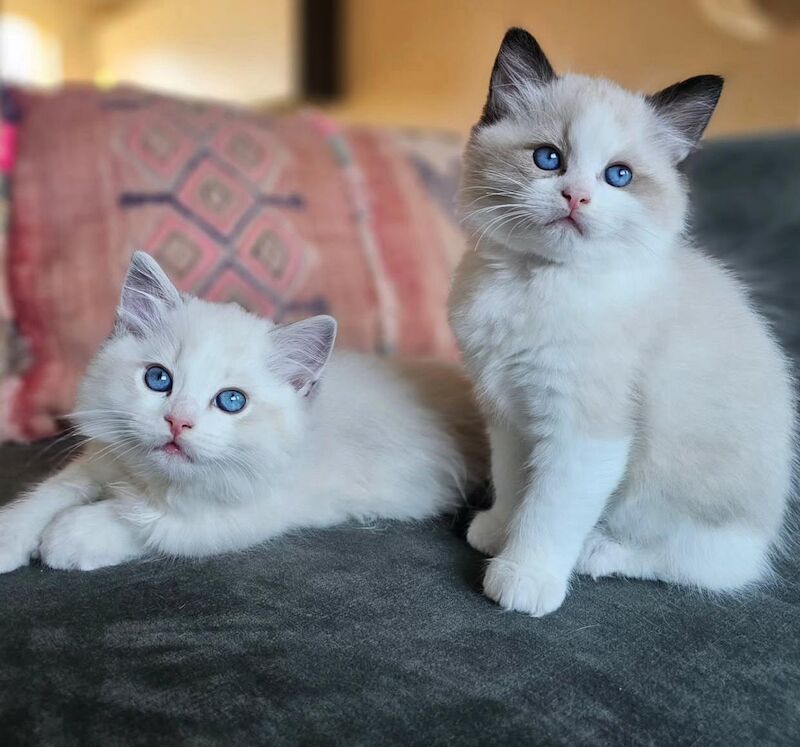 Ragdoll kittens for sale in Southampton, Hampshire – 9 weeks old - Image 4 of 7