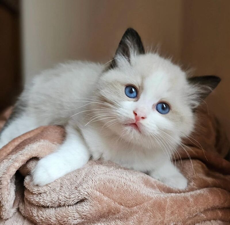 Ragdoll kittens for sale in Southampton, Hampshire – 9 weeks old - Image 5 of 7