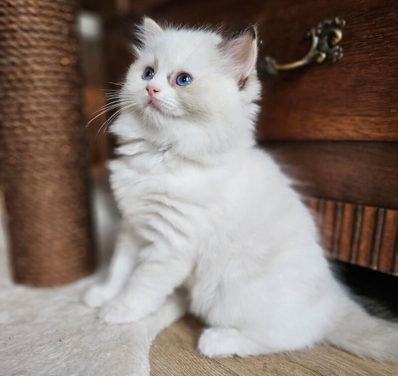 Ragdoll kittens for sale in Southampton, Hampshire – 9 weeks old - Image 6 of 7