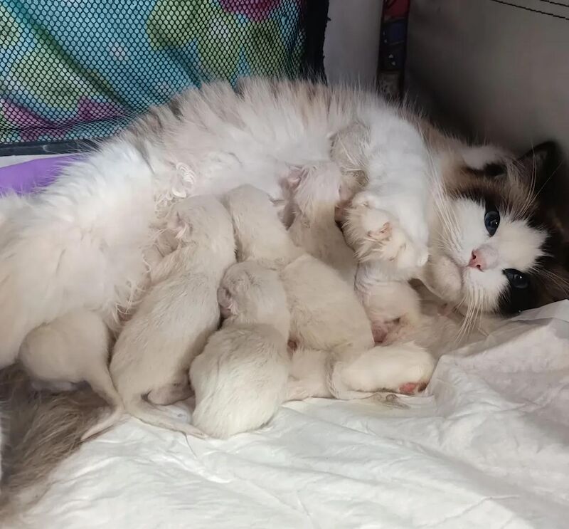 Ragdoll kittens for sale in Southampton, Hampshire – 9 weeks old - Image 7 of 7
