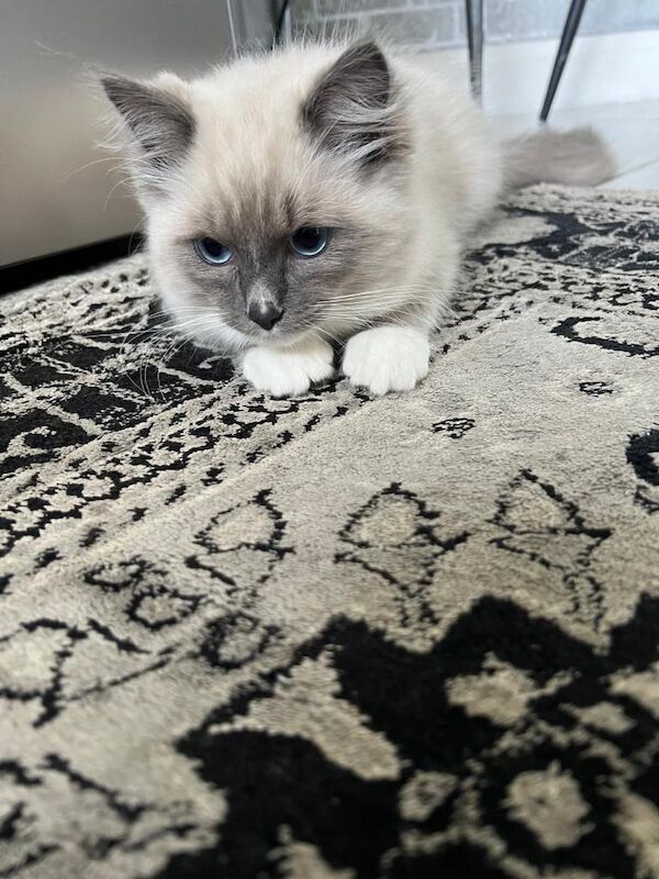 Ragdoll Kittens For Sale