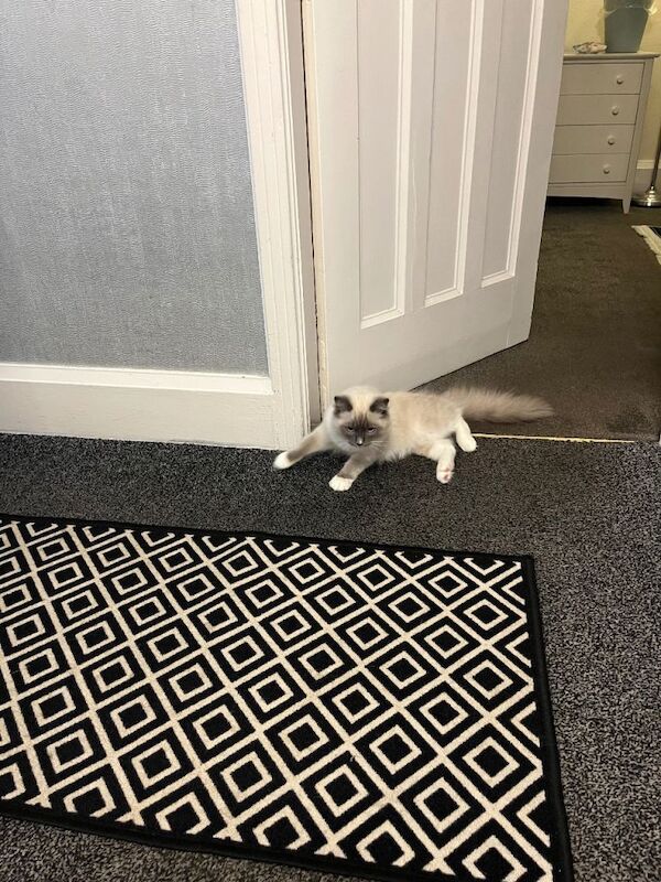 Full Pedigree Rare Rag Doll Kitten Male - Image 2 of 3