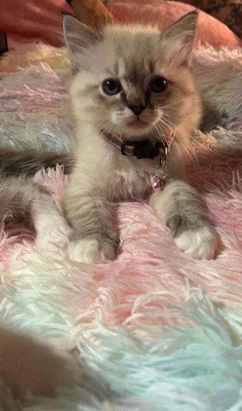 Ragdoll kittens for sale in Llanedeyrn Village / Pentref Llanedeyrn, South Gla – 9 weeks old
