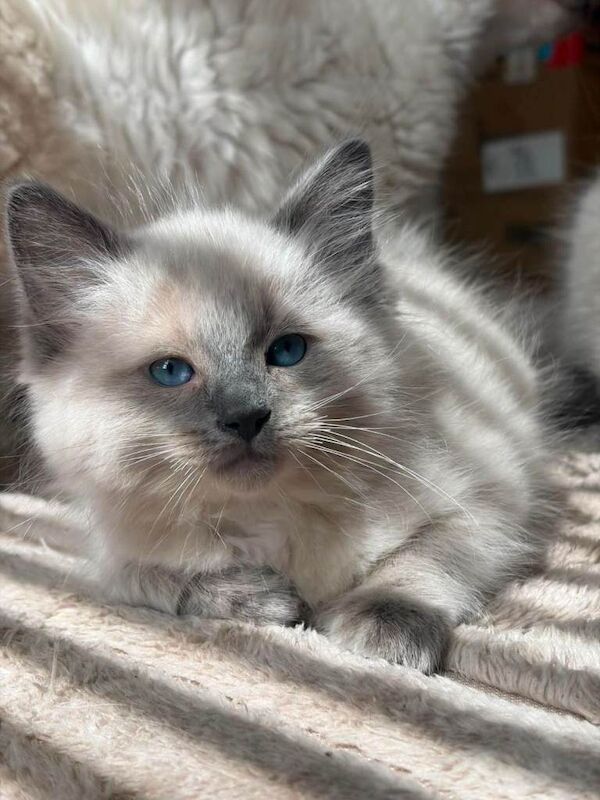 Ragdoll Kittens For Sale