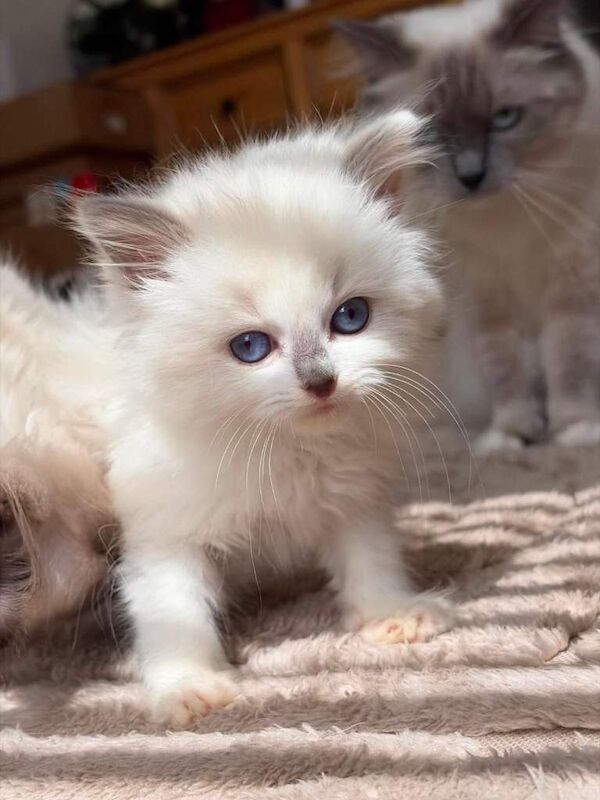 Full ragdoll kittens - Image 2 of 4