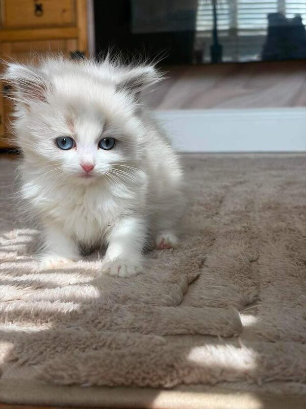 Full ragdoll kittens - Image 3 of 4