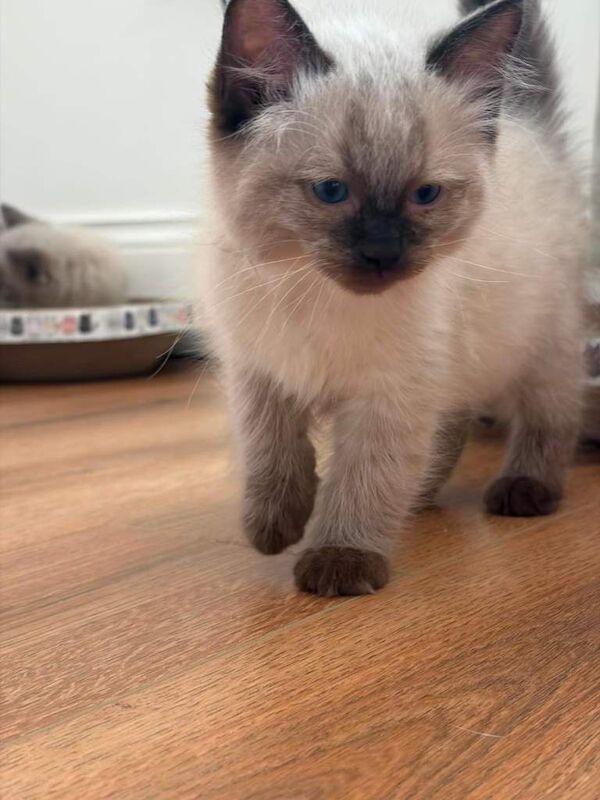 Full ragdoll kittens - Image 4 of 4