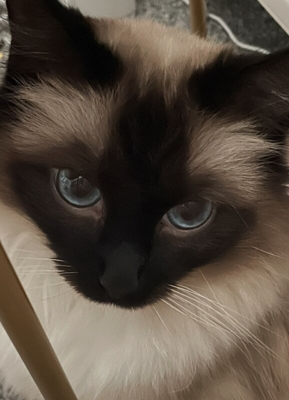 GCCF 3 Year Old Ragdoll Female for sale in Fairford, Gloucestershire