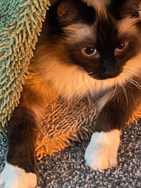 GCCF 3 Year Old Ragdoll Female for sale in Fairford, Gloucestershire | Image 2