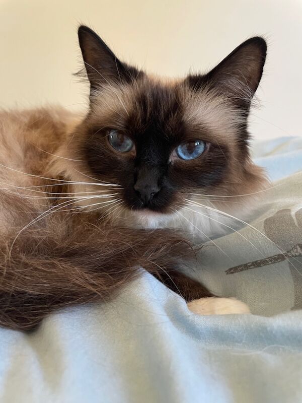 GCCF 3 Year Old Ragdoll Female for sale in Fairford, Gloucestershire | Image 3