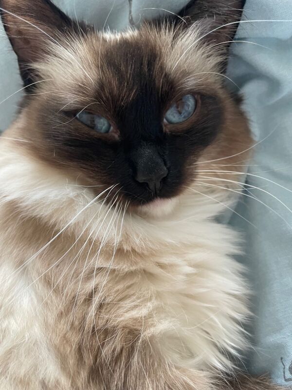GCCF 3 Year Old Ragdoll Female for sale in Fairford, Gloucestershire | Image 4