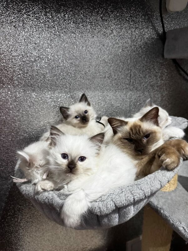 GCCF Registered Ragdoll Kittens For Sale